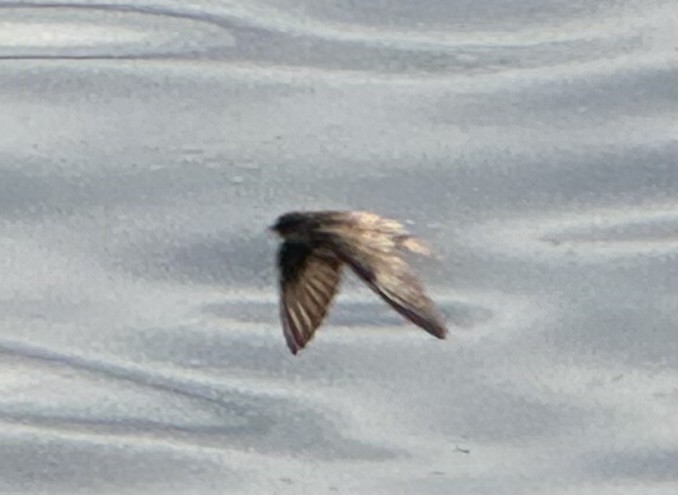 Northern Rough-winged Swallow - ML620322859