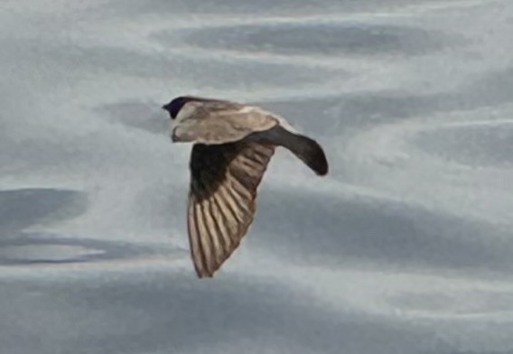 Northern Rough-winged Swallow - ML620322860