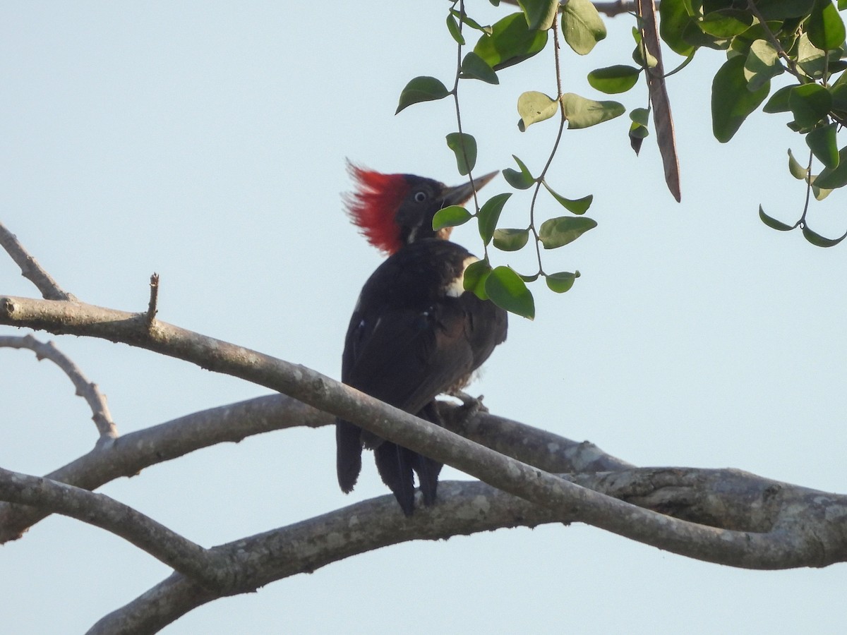 Lineated Woodpecker - ML620322865