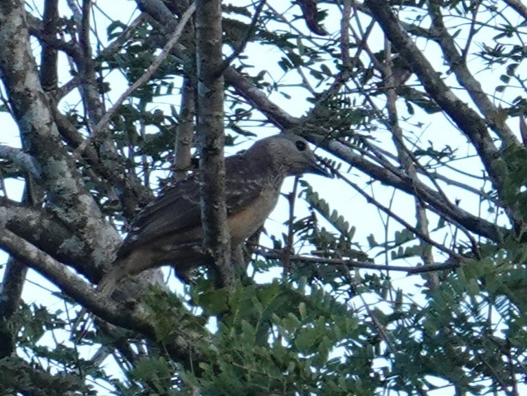 Fawn-breasted Bowerbird - ML620322866