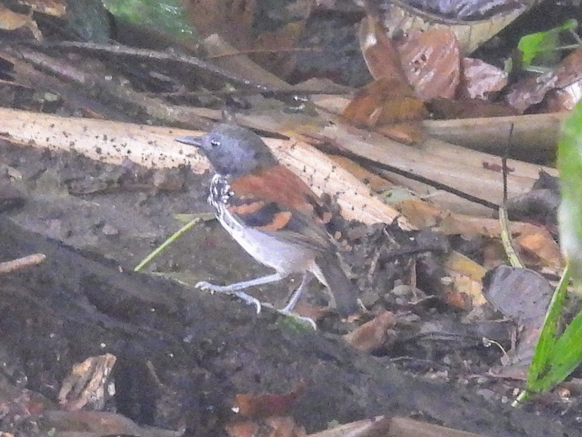 Spotted Antbird - ML620322875