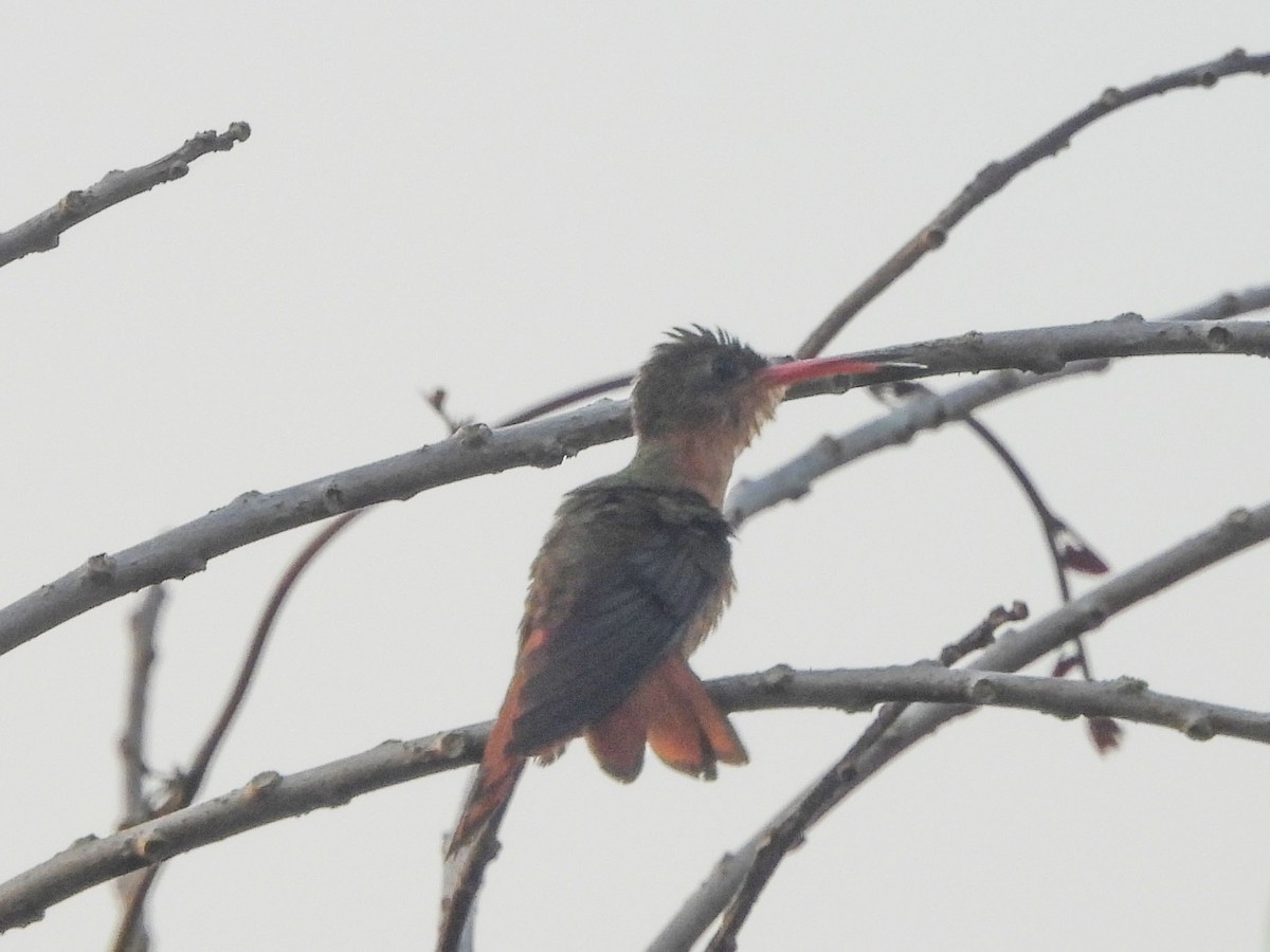 Cinnamon Hummingbird - ML620322878