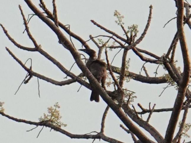 Helmeted Friarbird (New Guinea) - ML620322880