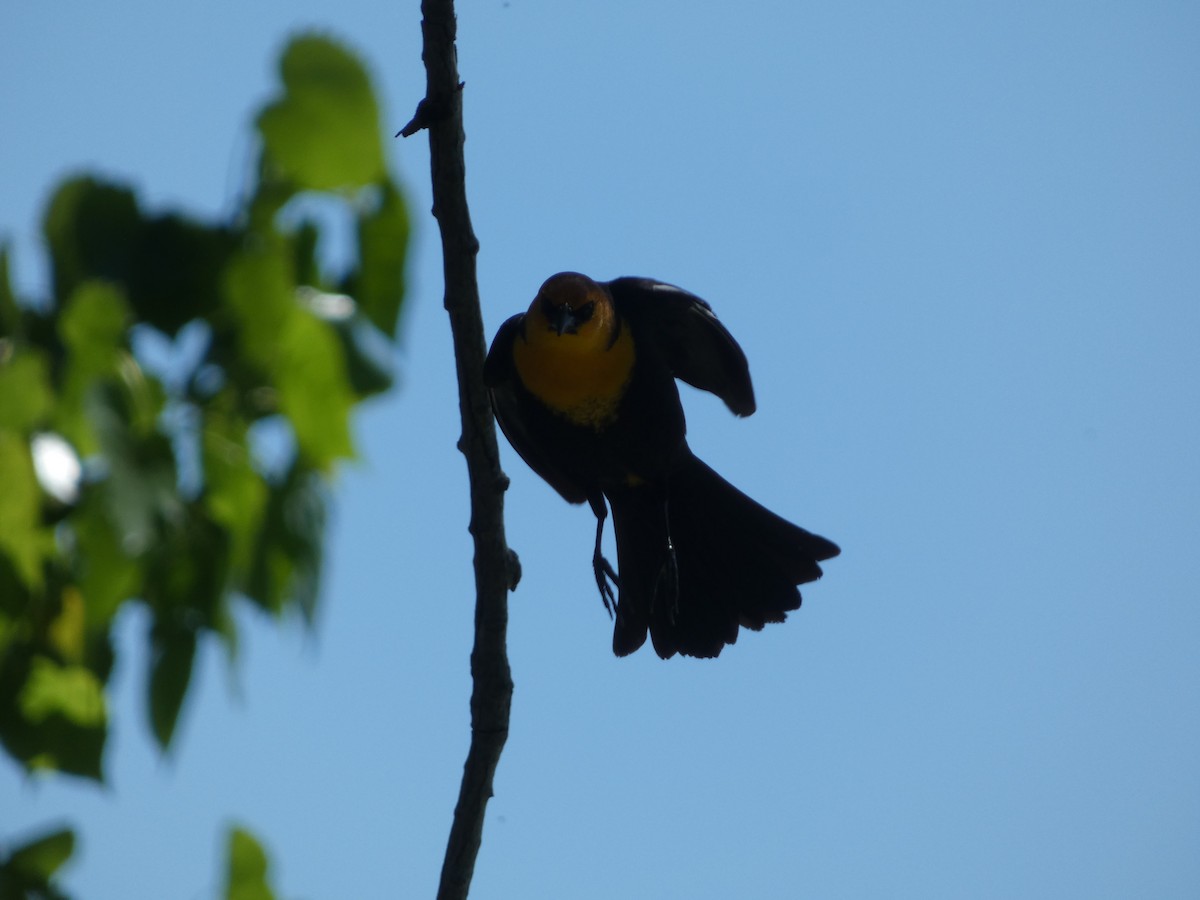 Yellow-headed Blackbird - ML620322887