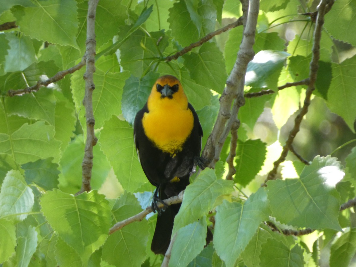 Yellow-headed Blackbird - ML620322889