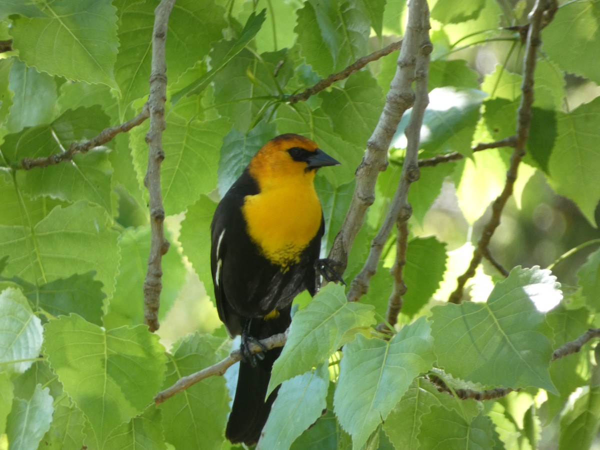 Yellow-headed Blackbird - ML620322895