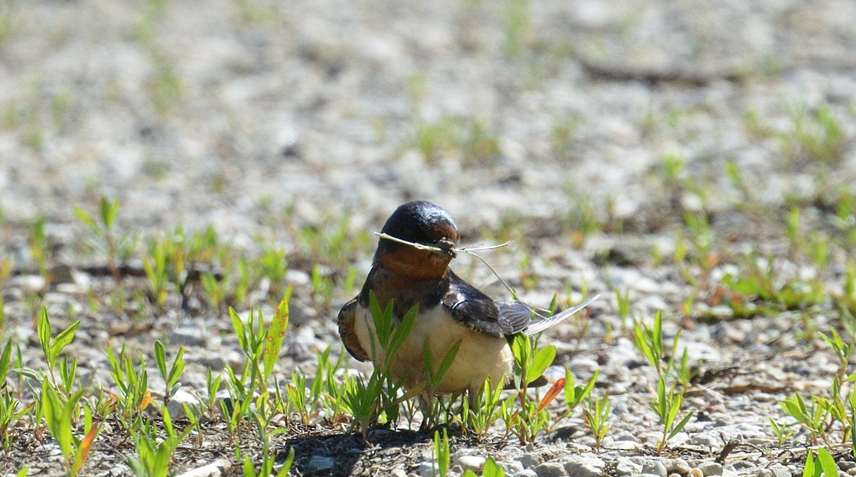 Barn Swallow - Avery Dart