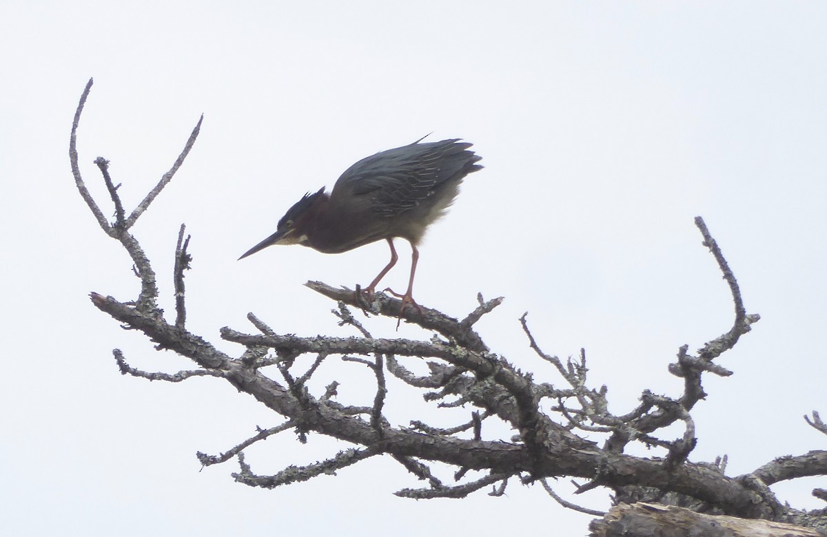 Green Heron - ML620322902