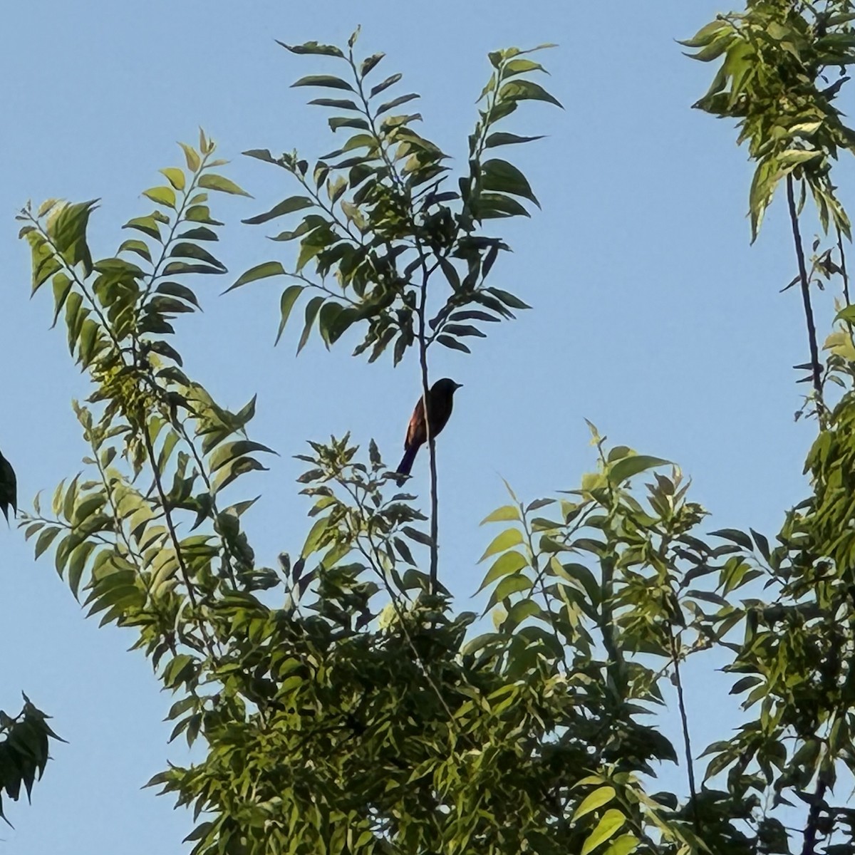 Orchard Oriole - ML620322904
