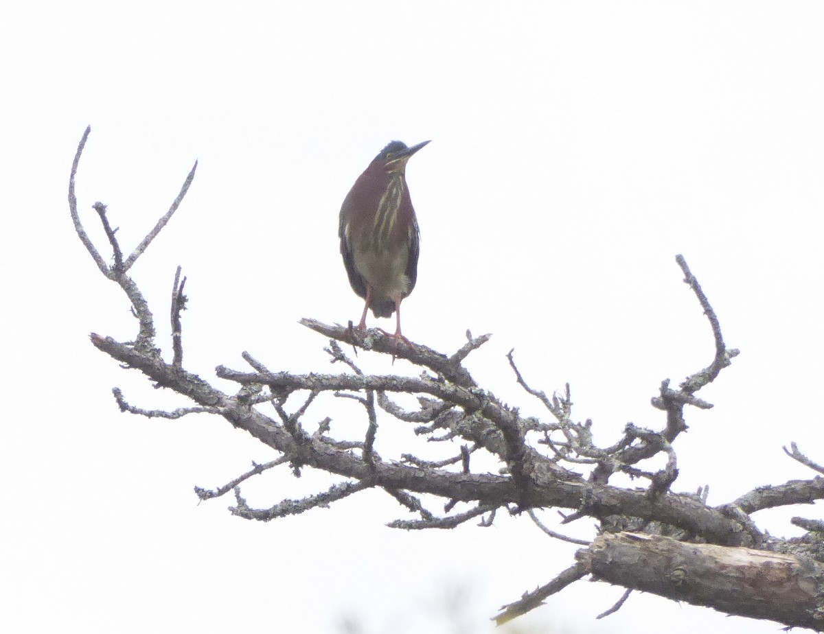 Green Heron - ML620322905