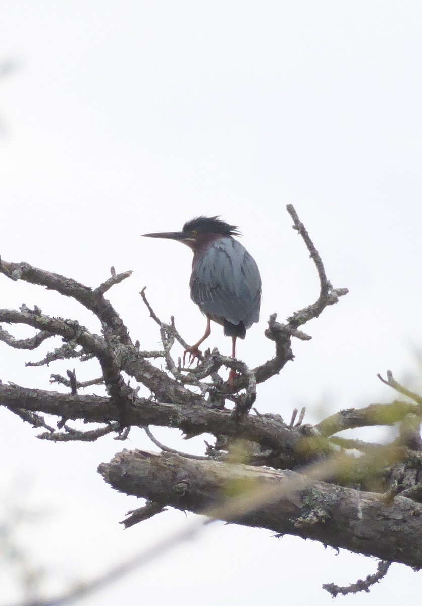 Green Heron - ML620322907