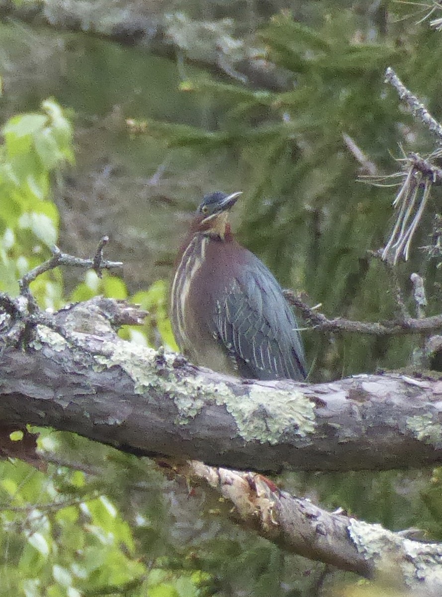 Green Heron - ML620322908