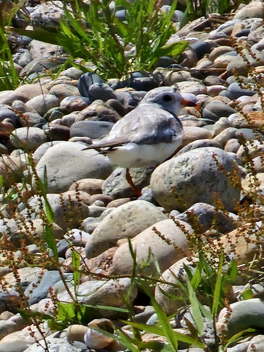 Piping Plover - ML620322914