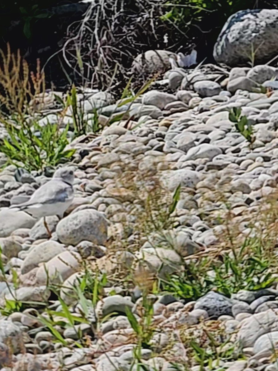 Piping Plover - ML620322915