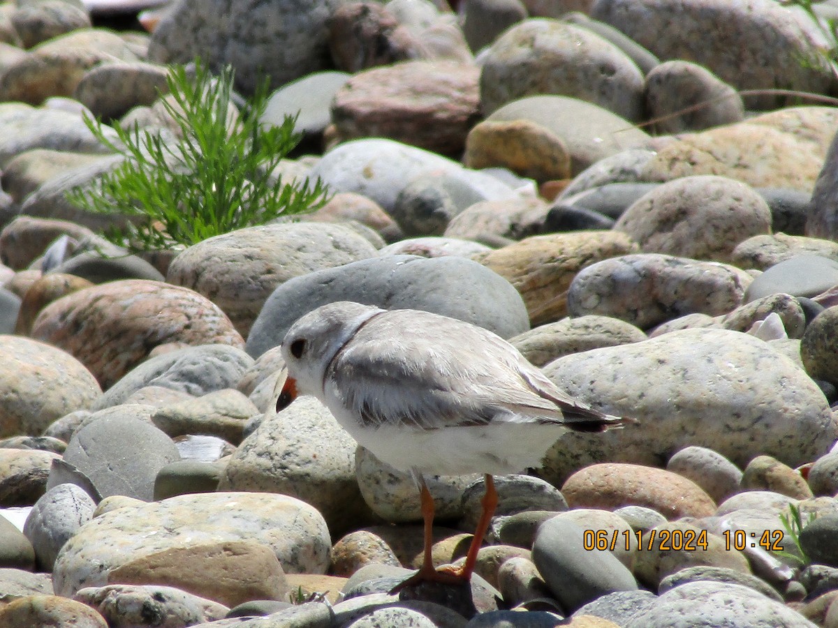 Piping Plover - ML620322918