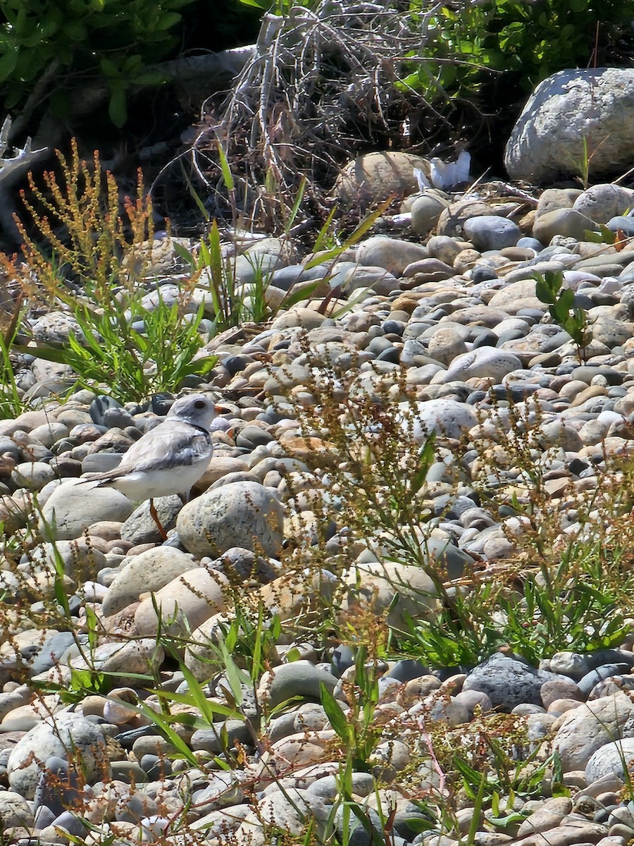 Piping Plover - ML620322919