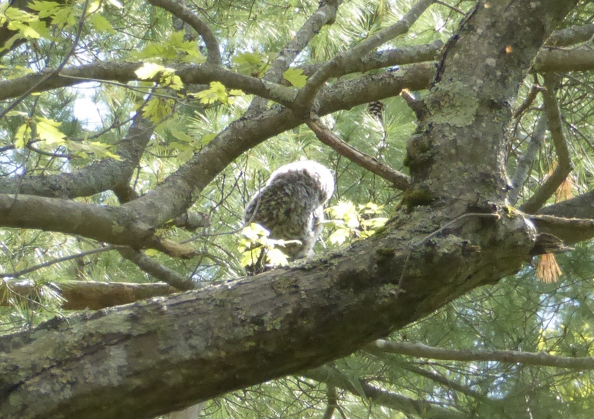 Barred Owl - ML620322925