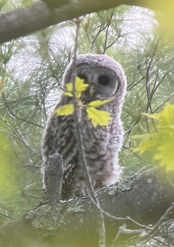 Barred Owl - ML620322926