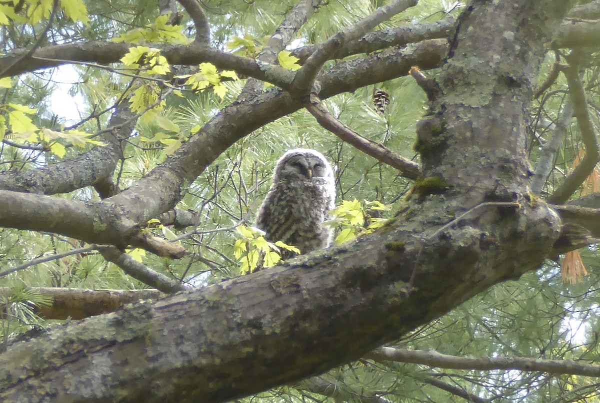 Barred Owl - ML620322927