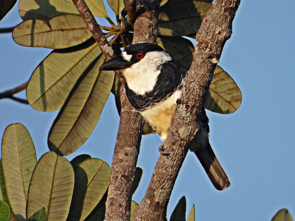 Guianan Puffbird - ML620322929