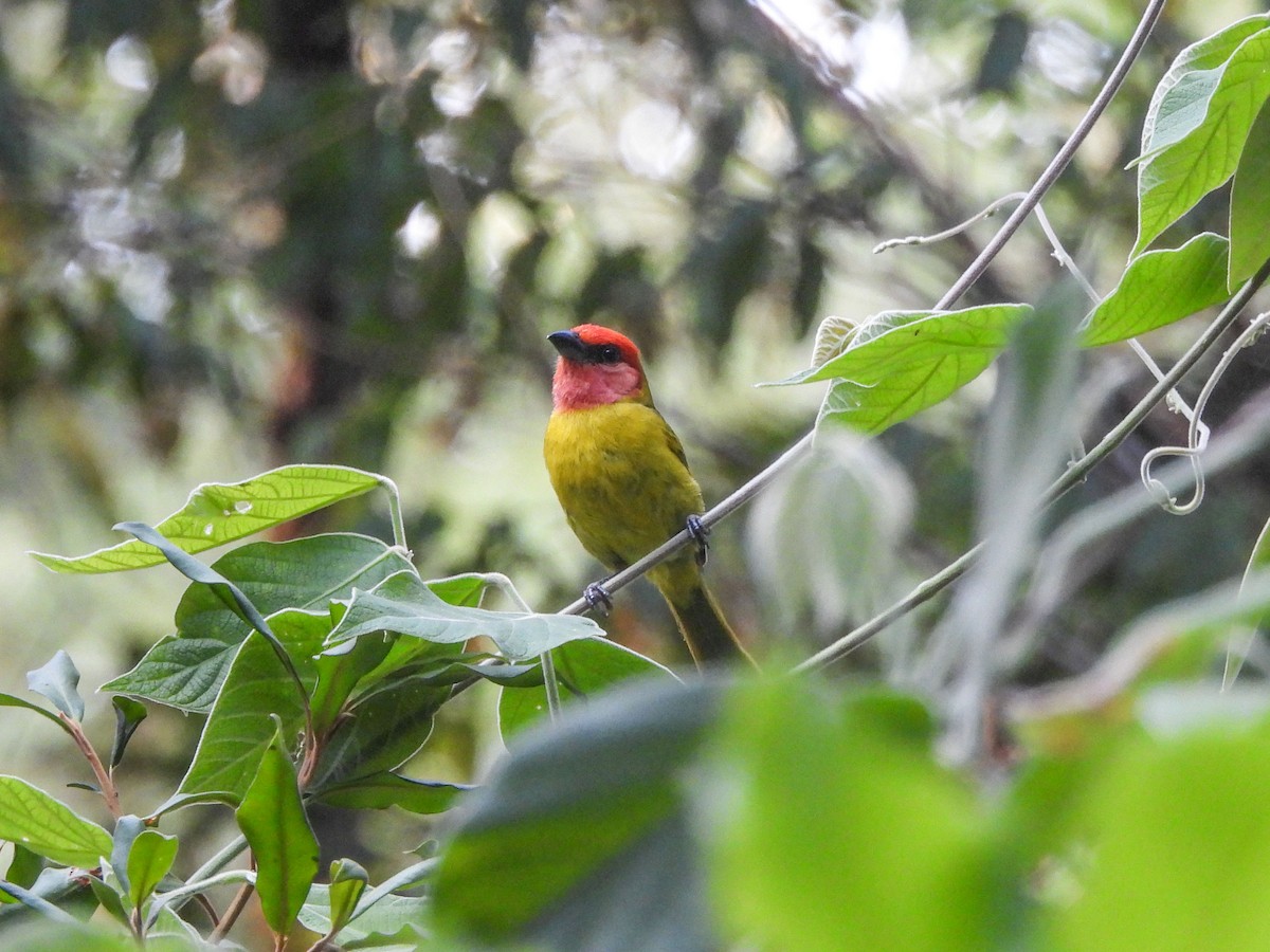 Red-headed Tanager - ML620322936