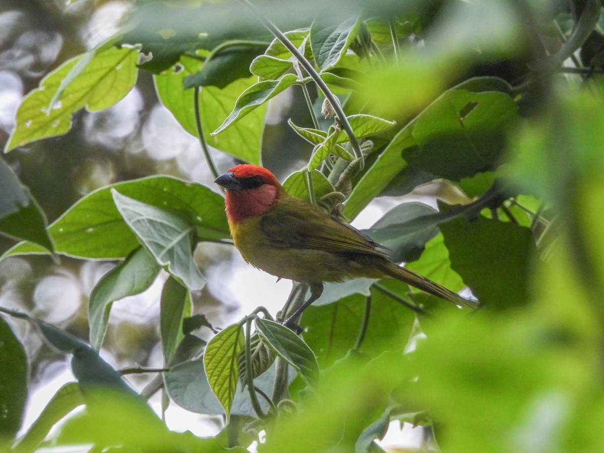 Red-headed Tanager - ML620322937