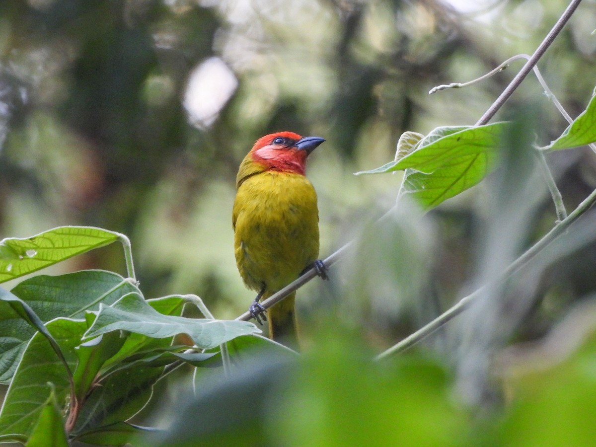 Red-headed Tanager - ML620322938