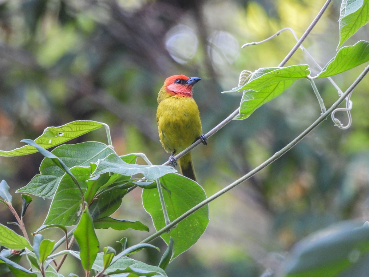 Red-headed Tanager - ML620322939