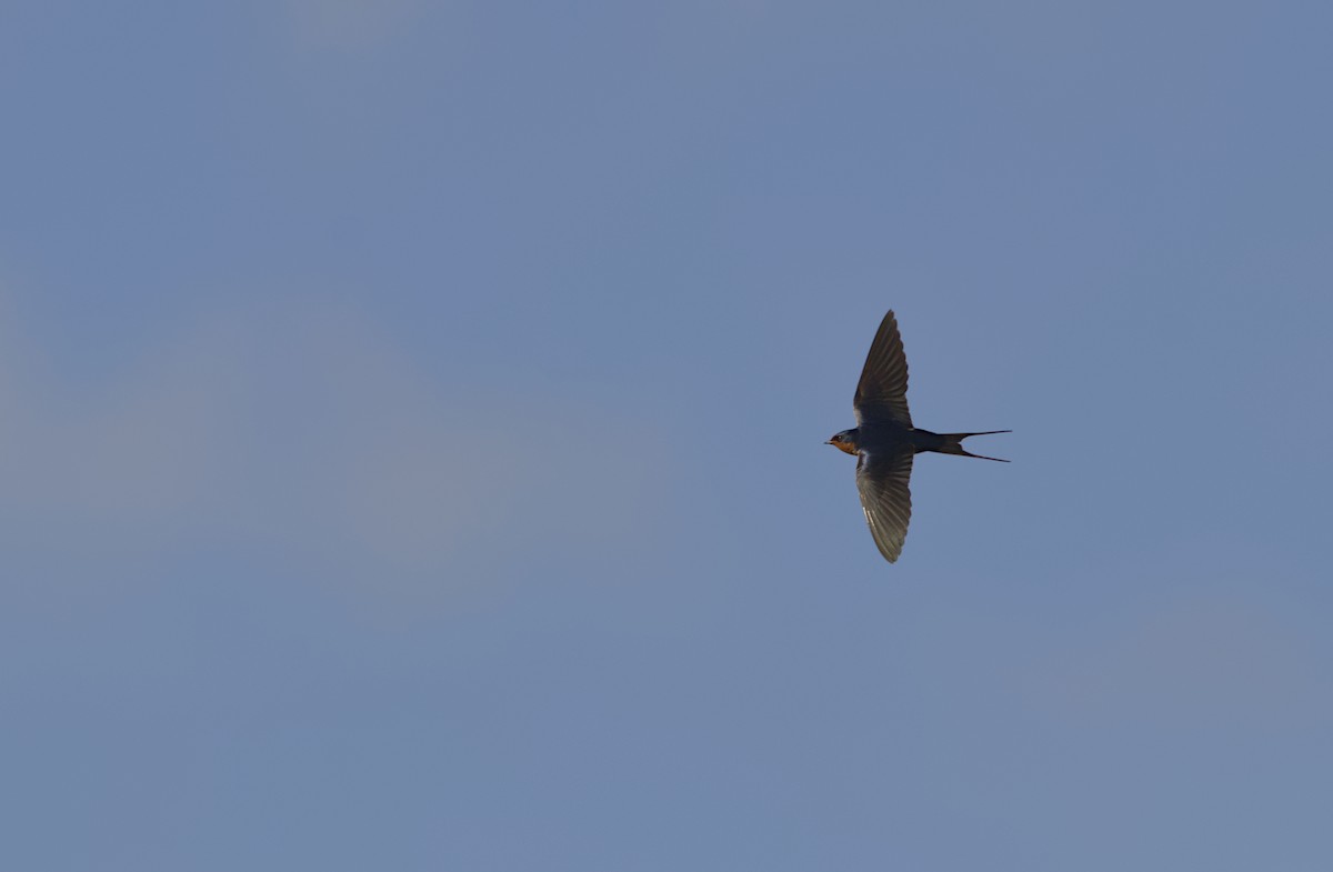 Barn Swallow - Chris Krahn