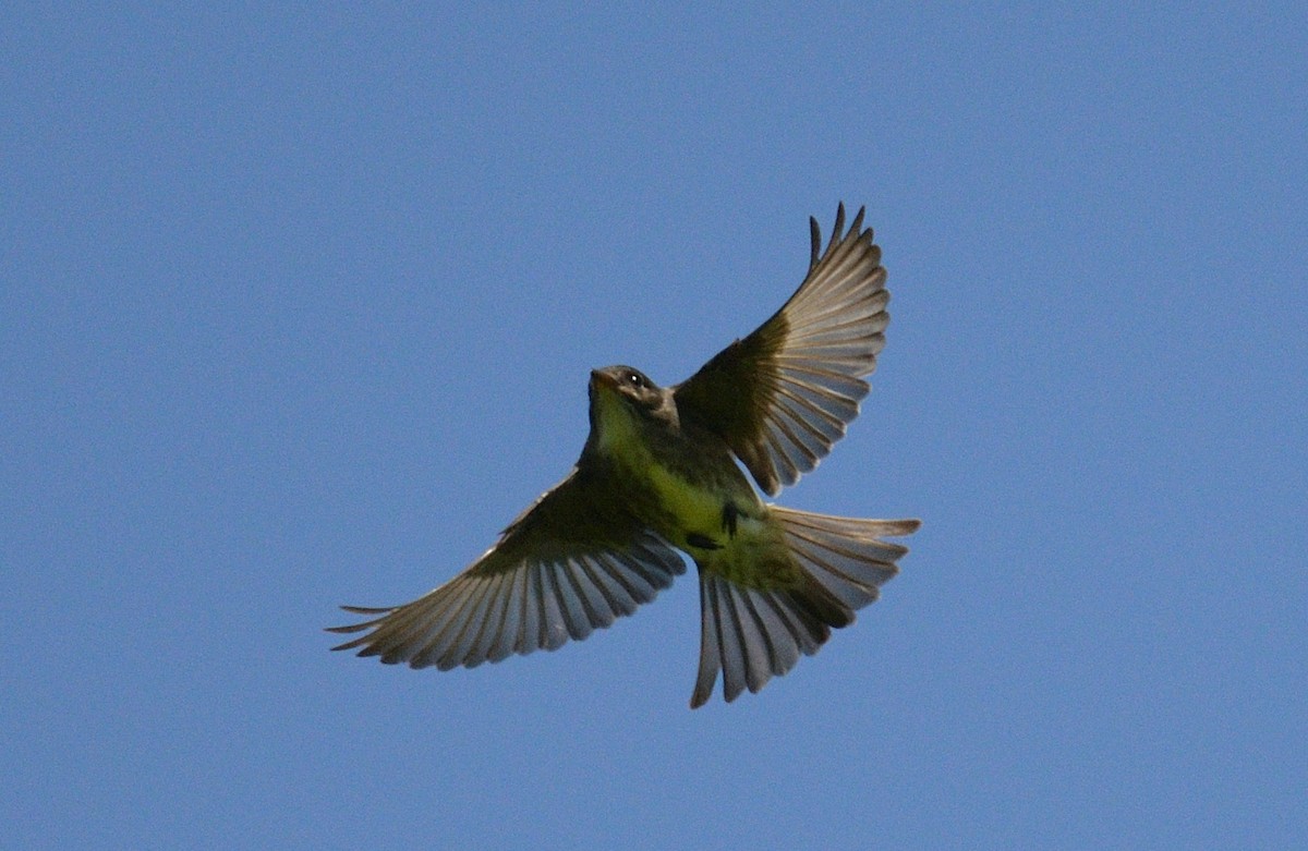 Olive-sided Flycatcher - ML620322942