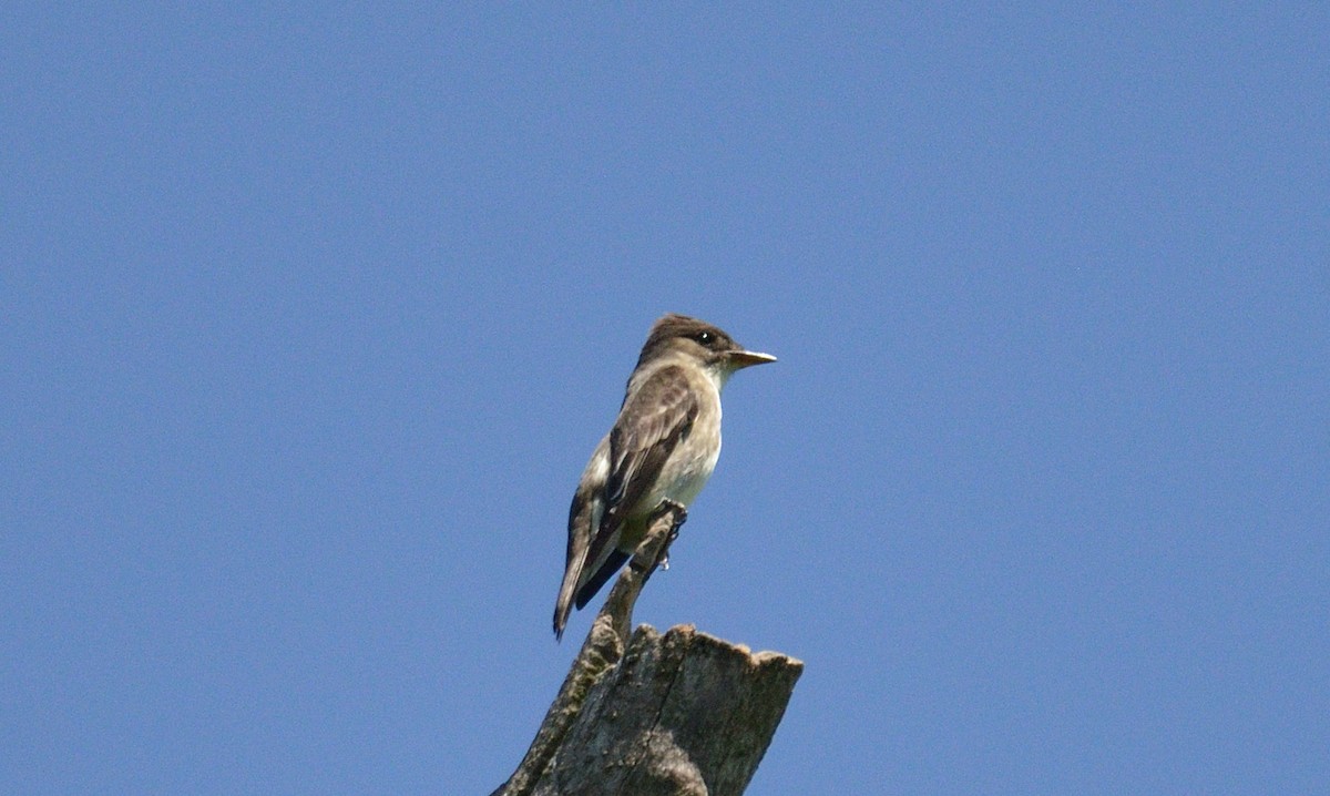 Olive-sided Flycatcher - ML620322943