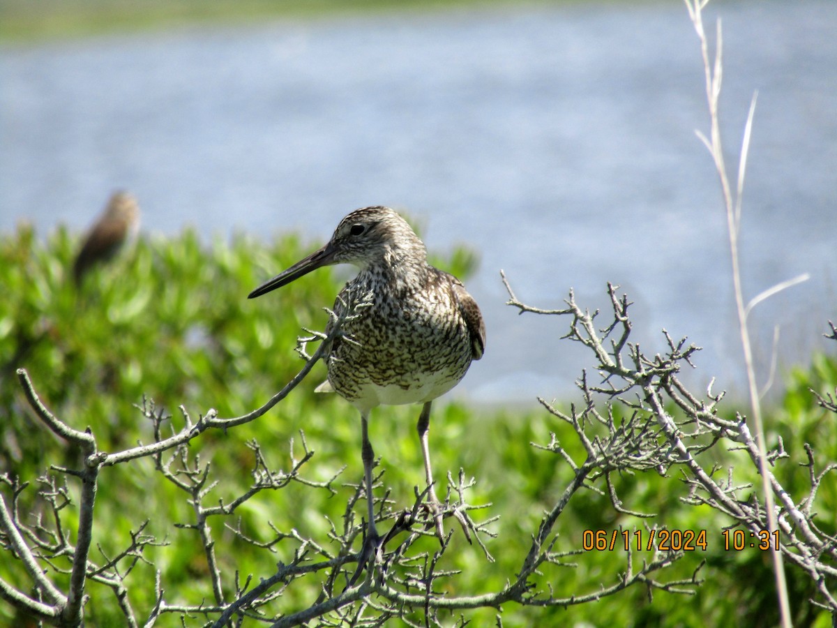 Willet - ML620322961