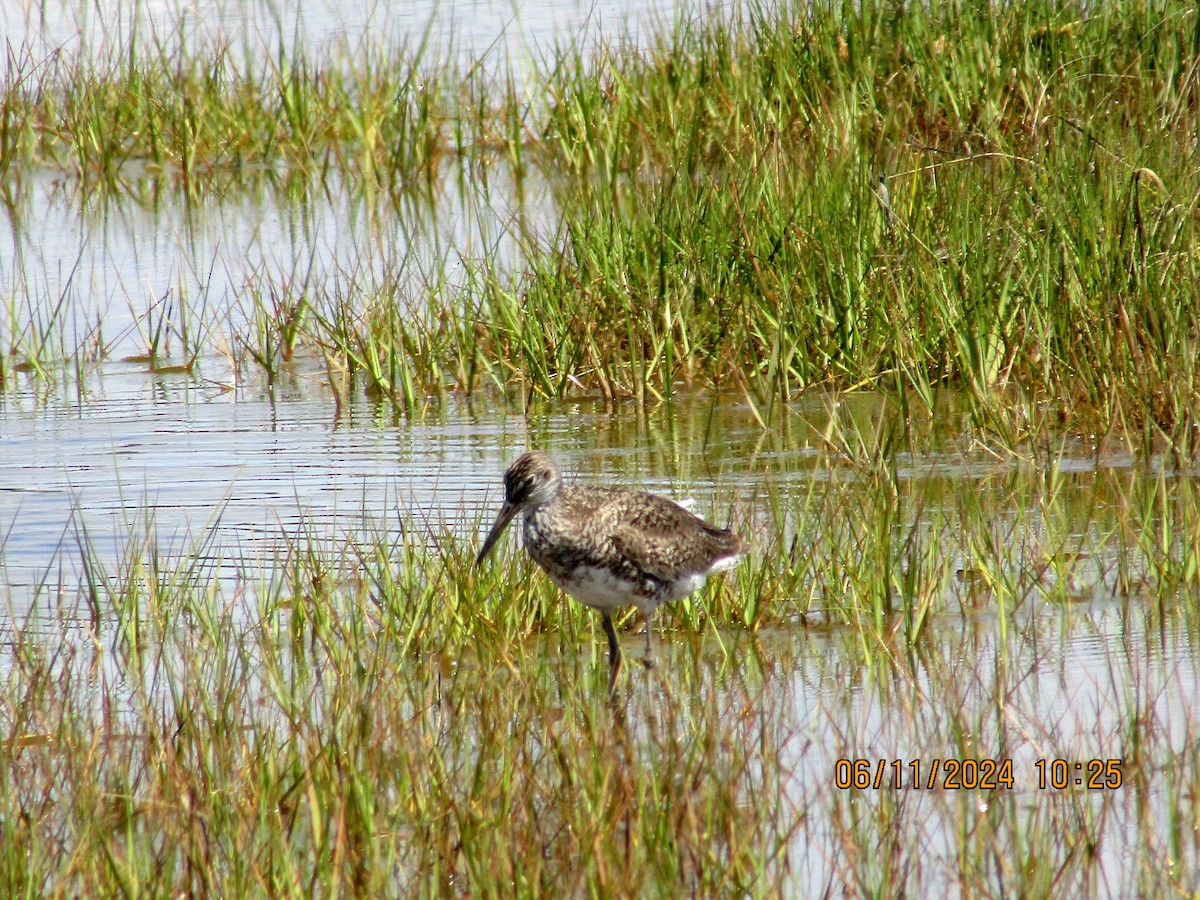 Willet - ML620322962