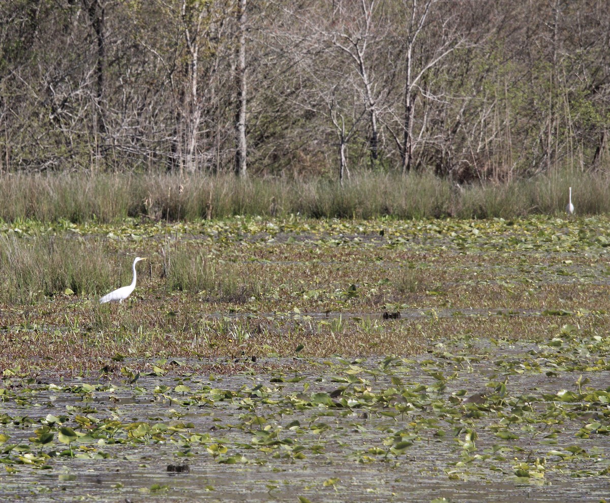 Great Egret - ML620322969