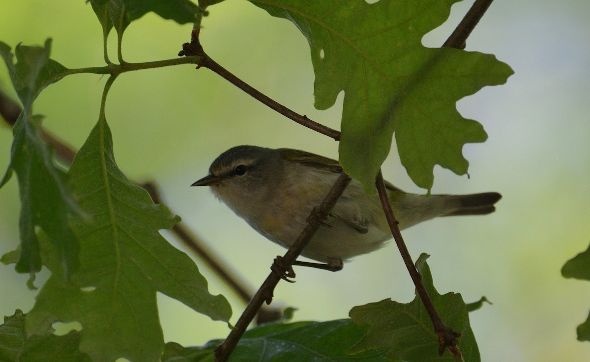 Tennessee Warbler - ML620322973