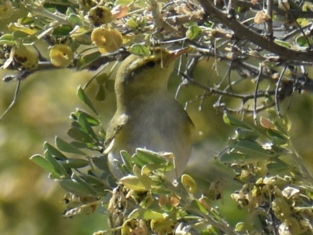 Wood Warbler - ML620322980