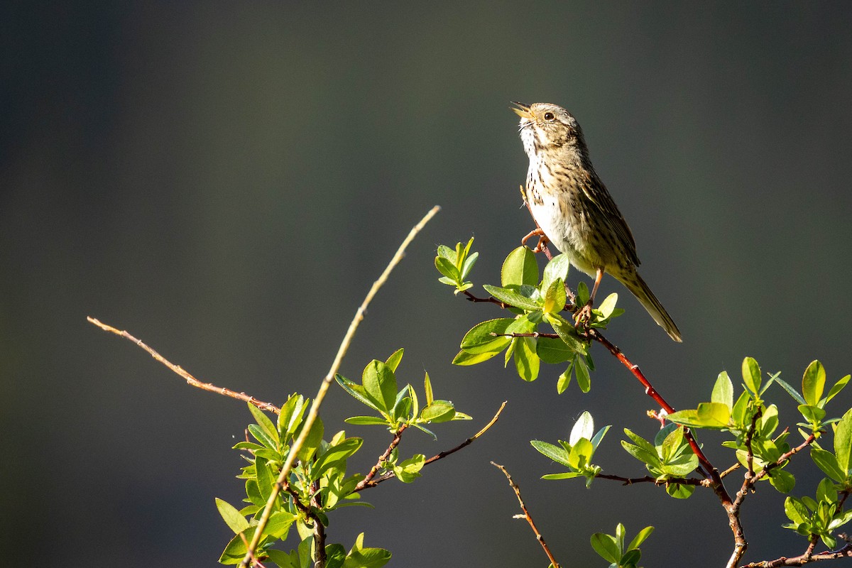 Lincoln's Sparrow - ML620322981