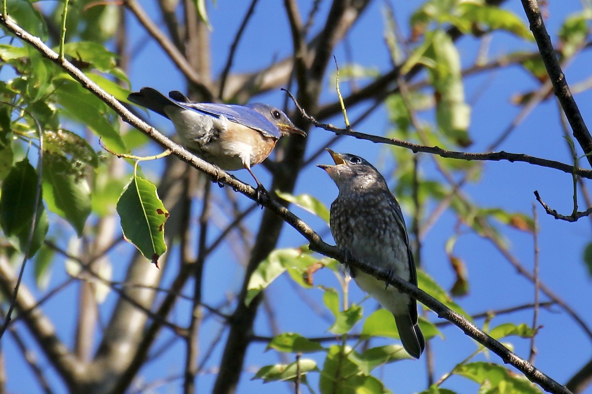 Eastern Bluebird - ML620323003