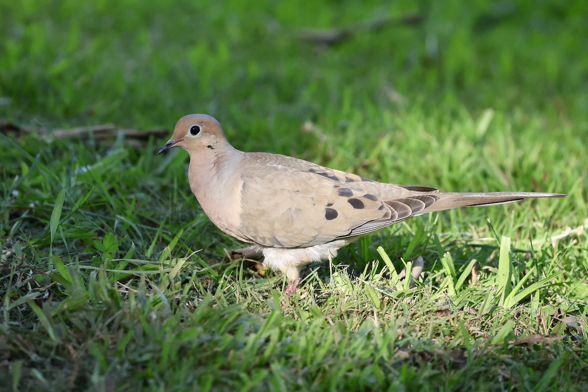 Mourning Dove - ML620323006