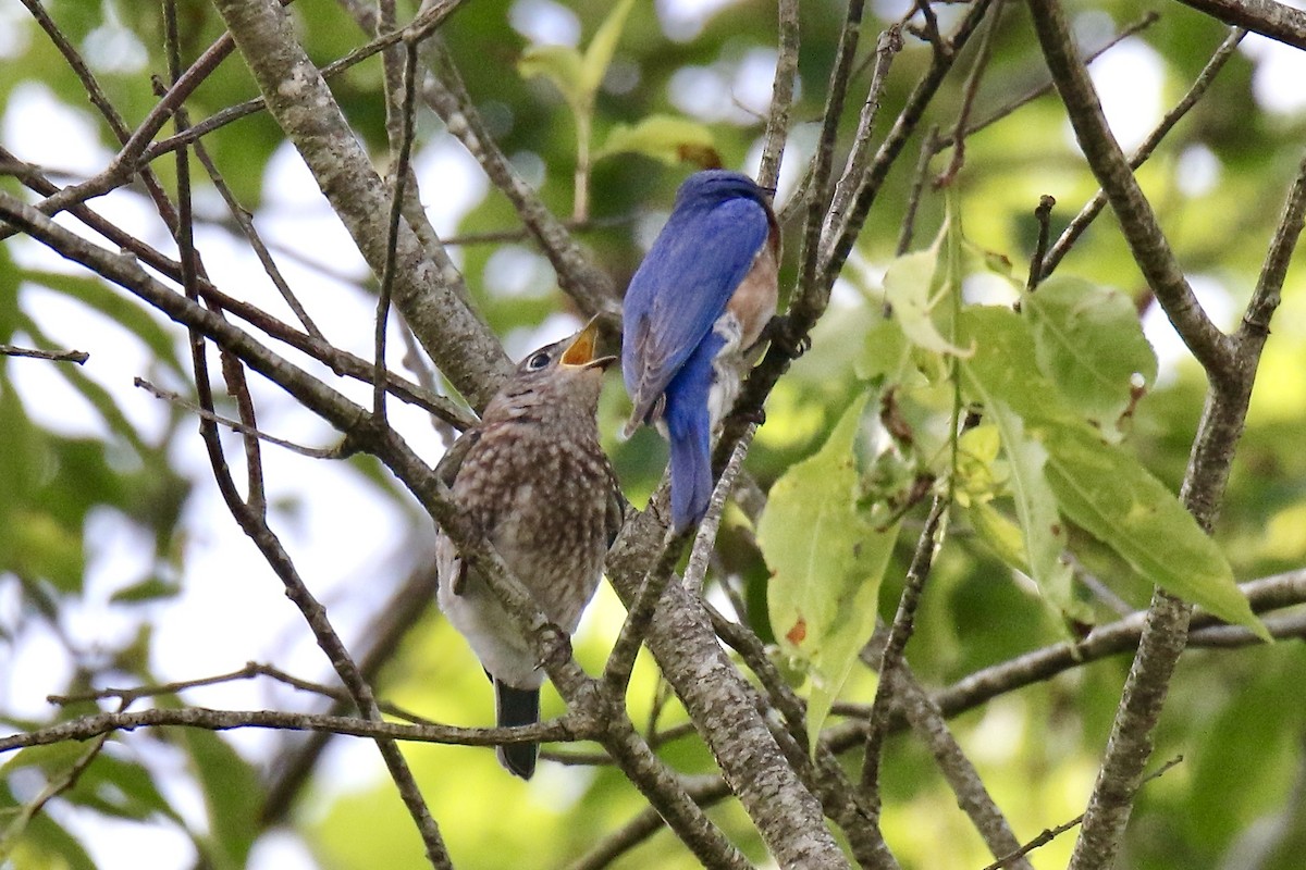 Eastern Bluebird - ML620323009