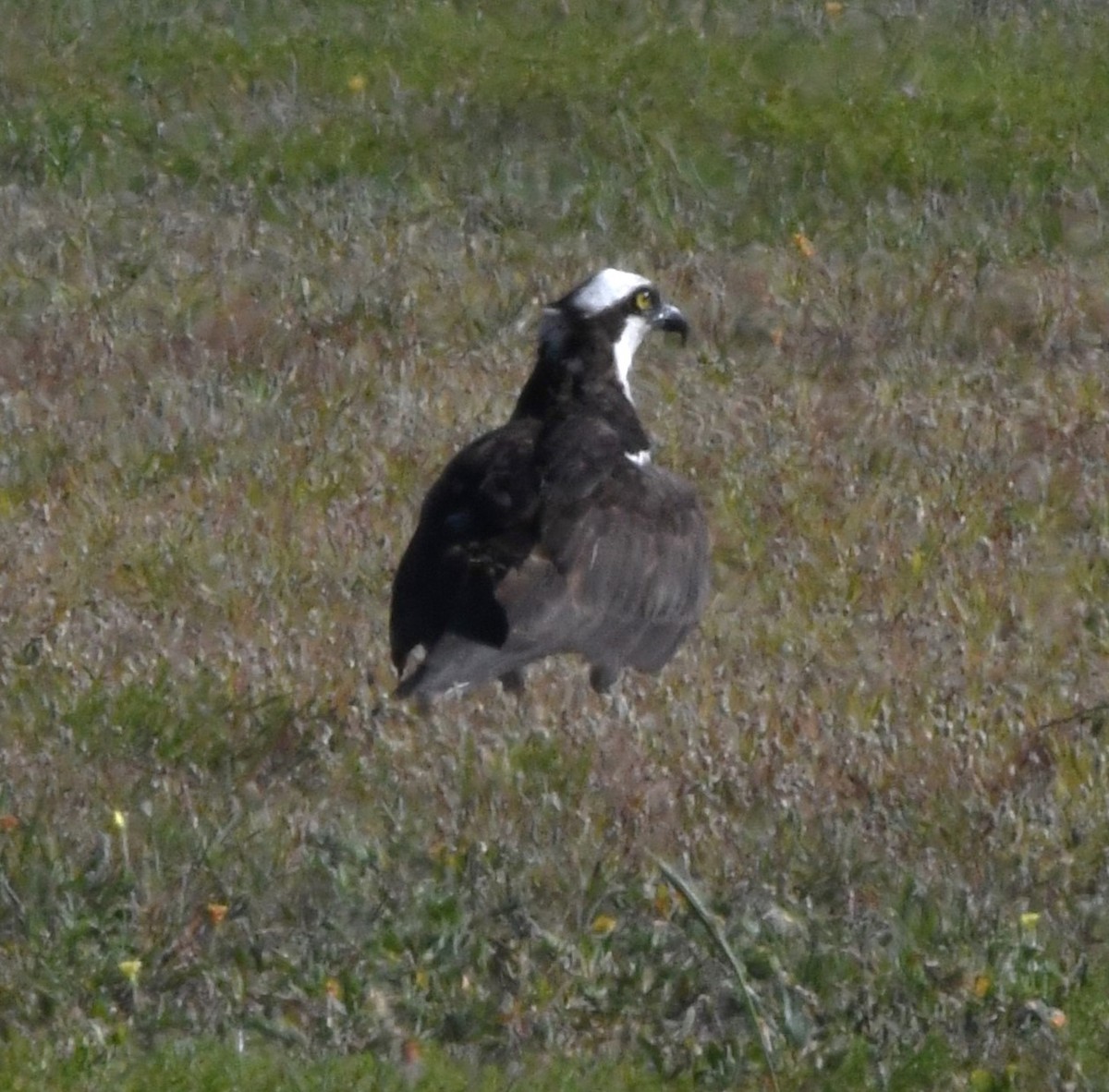 Arrano arrantzalea - ML620323011