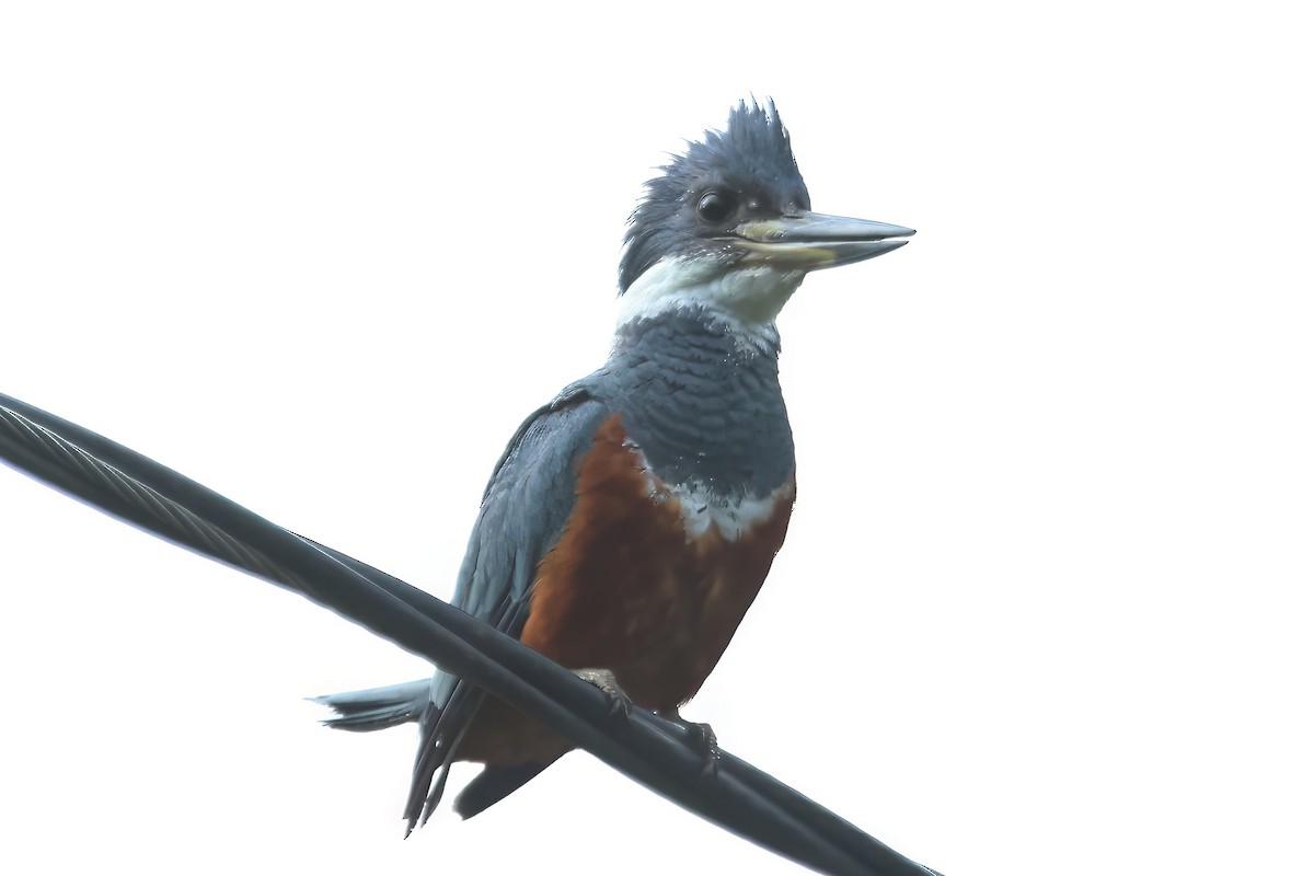 Ringed Kingfisher - ML620323015