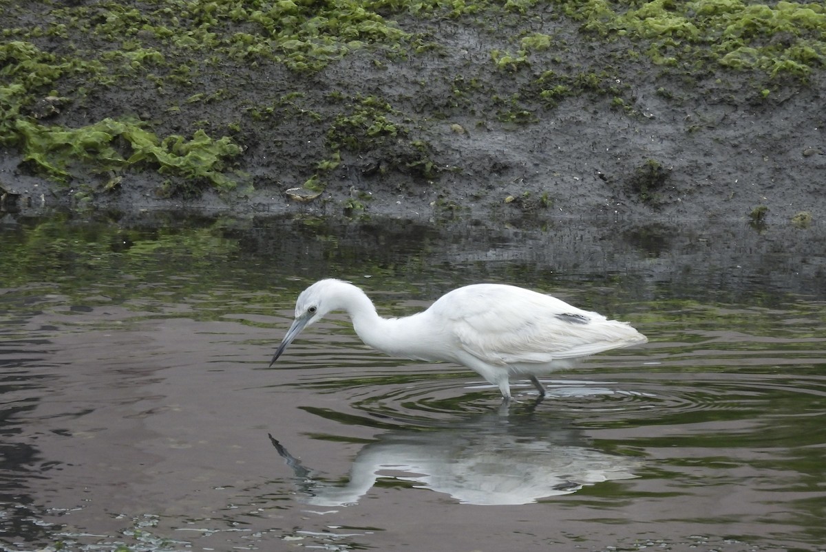 Little Blue Heron - Carolyn Willcox