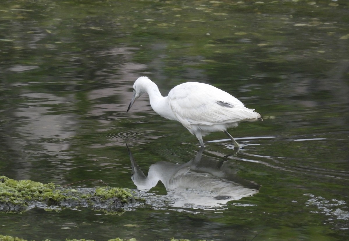 Little Blue Heron - ML620323023