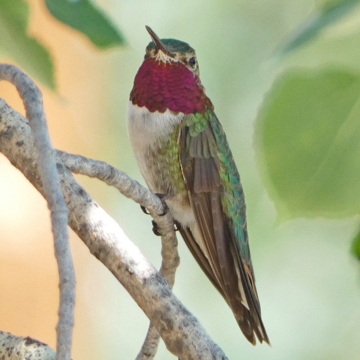 Broad-tailed Hummingbird - ML620323024