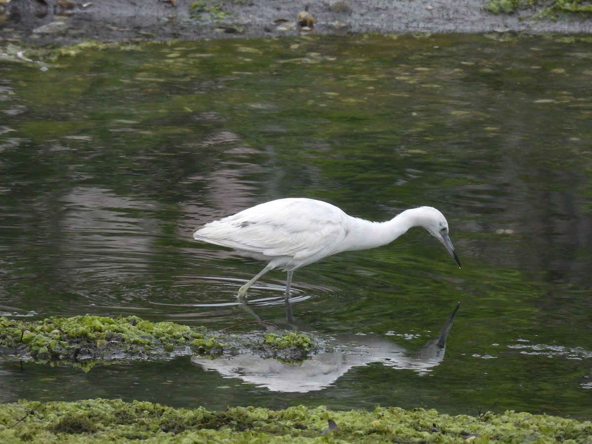 Little Blue Heron - ML620323027