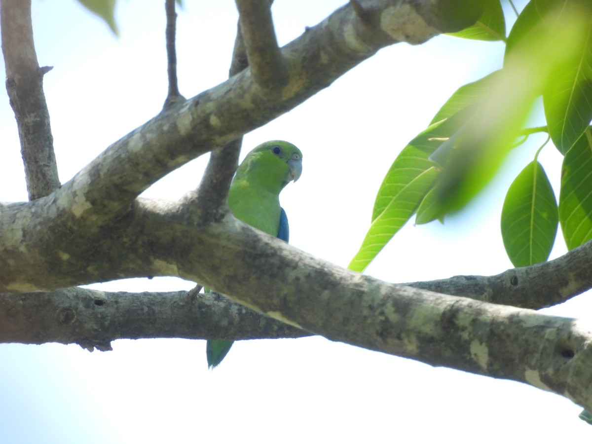 Мексиканский воробьиный попугайчик - ML620323032