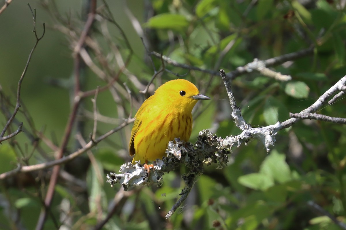 Yellow Warbler - ML620323033