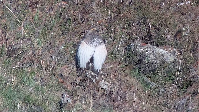 Altai Snowcock - ML620323049