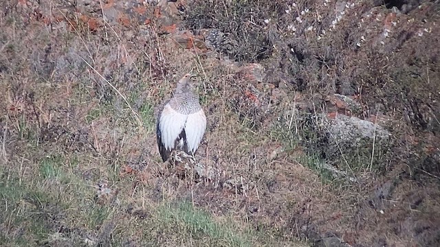 Altai Snowcock - ML620323050